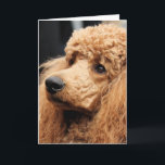 Pudel-Tag 2010 #19 Karte<br><div class="desc">WENN SIE AN DIESEM EREIGNIS TEILNAHMEN UND ICH FOTOS IHRES HAUSTIERES MACHTE UND SIE EINE VON IHNEN SICH SETZEN AUF PRODUKTE MÖCHTEN,  TRETEN SIE MIT MIR BITTE IN VERBINDUNG.</div>