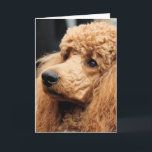 Pudel-Tag 2010 #19 Karte<br><div class="desc">WENN SIE AN DIESEM EREIGNIS TEILNAHMEN UND ICH FOTOS IHRES HAUSTIERES MACHTE UND SIE EINE VON IHNEN SICH SETZEN AUF PRODUKTE MÖCHTEN,  TRETEN SIE MIT MIR BITTE IN VERBINDUNG.</div>