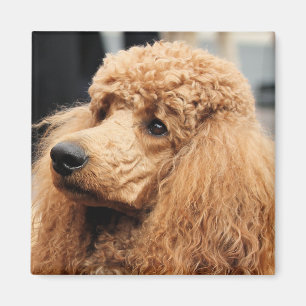 Pudel-Tag 2010 #19 Magnet