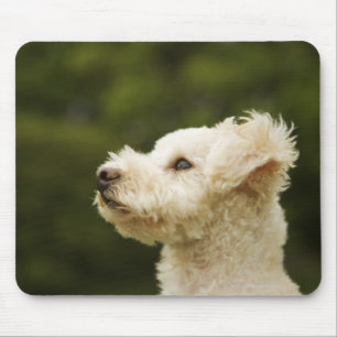 Pudel (weiße) 2 mousepad