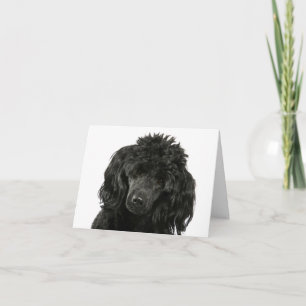 Pudel-Welpen-Hund denkt an Dich Hallo Karte