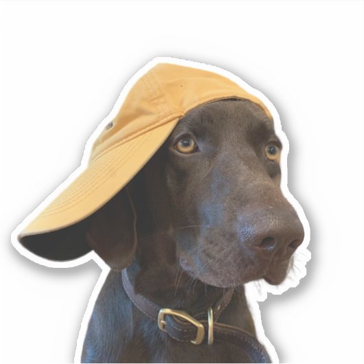 Pudelpointer Dog Vinyl Sticker (Vorderseite)