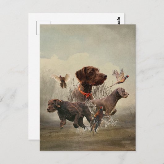 Pudelzeigen, Jagdfasan Postkarte (Vorne/Hinten)