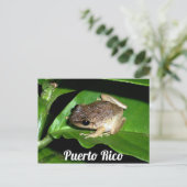 Puerto Rican Coqui Frog Postkarte (Stehend Vorderseite)