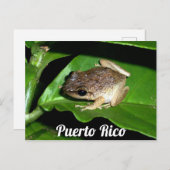 Puerto Rican Coqui Frog Postkarte (Vorne/Hinten)