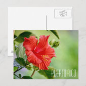 Puerto Rico Hibiskus Blume Postkarte (Vorne/Hinten)