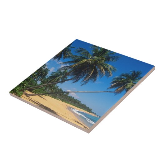 Puerto Rico, Isla Verde, Palmen Fliese (Seite)