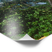 Puerto Rico, Isla Verde, Palmen. Fotodruck (Ecke)