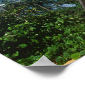 Puerto Rico, Isla Verde, Palmen. Poster (Ecke)