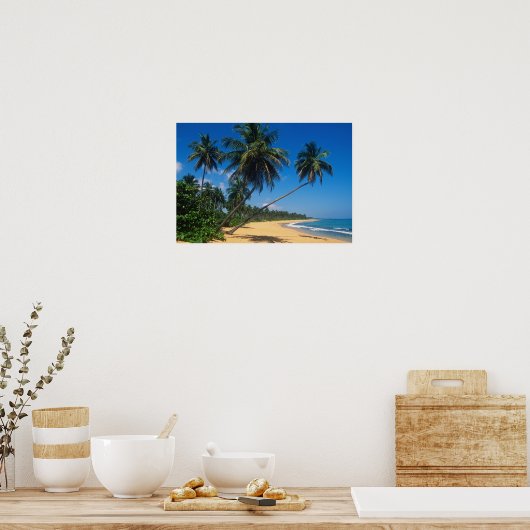 Puerto Rico, Isla Verde, Palmen. Poster (Küche)