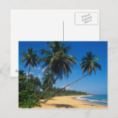 Puerto Rico, Isla Verde, Palmen. Postkarte (Vorne/Hinten)