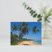 Puerto Rico, Isla Verde, Palmen. Postkarte (Stehend Vorderseite)