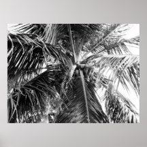 Puerto Rico Palm | Poster