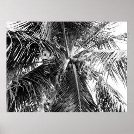 Puerto Rico Palm | Poster