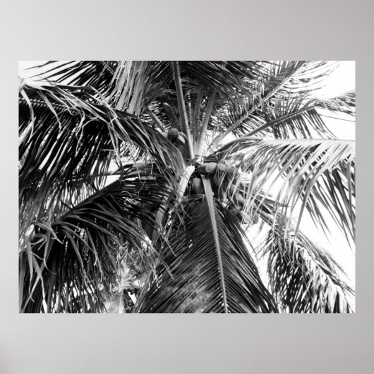 Puerto Rico Palm | Poster (Vorne)