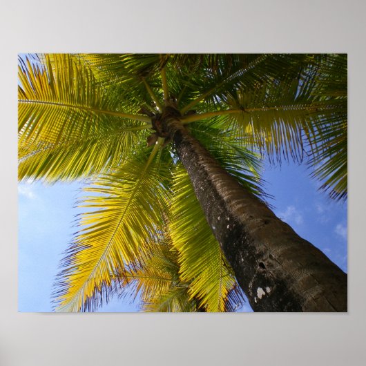 Puerto Rico Palm von RZB Poster (Vorne)