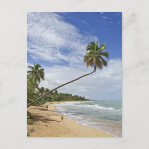 Puerto Rico. Tres Palmitas Beach Puerto Rico Postkarte