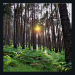 Puesta de Sol en el bosque Poster<br><div class="desc">Puesta de sol en un bosque de pinos</div>