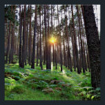 Puesta de Sol en el bosque Poster<br><div class="desc">Puesta de sol en un bosque de pinos</div>