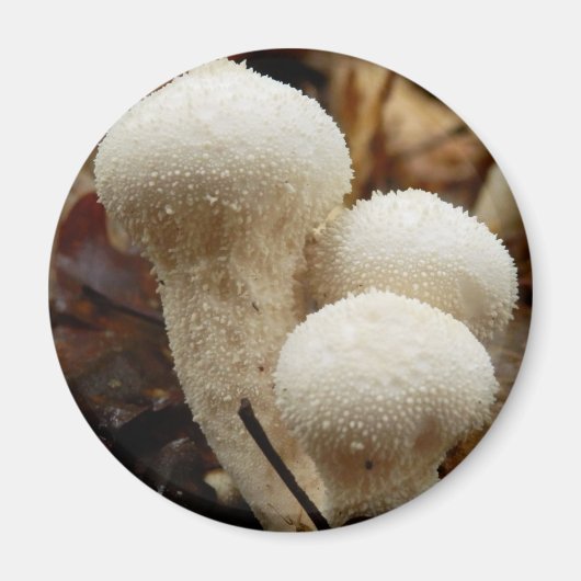 Puffball-Mushroom-Magnet Magnet (Vorne)