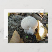 Puffball Mushroom Postkarte (Vorne/Hinten)