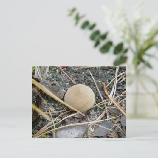 Puffball OBX Postkarte (Stehend Vorderseite)