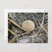 Puffball OBX Postkarte (Vorne/Hinten)