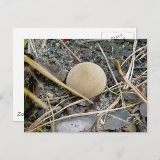 Puffball OBX Postkarte (Vorne/Hinten)