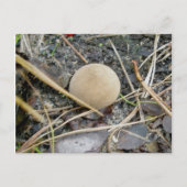 Puffball OBX Postkarte (Vorderseite)