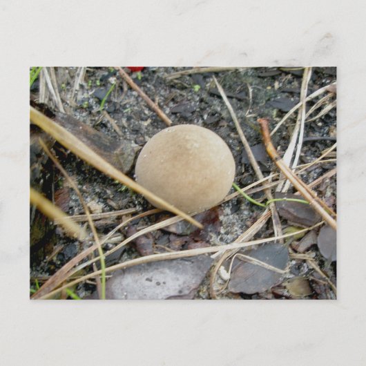 Puffball OBX Postkarte (Vorderseite)