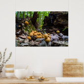Puffball-Pilze, die auf Baumstumpf wachsen Poster (Küche)