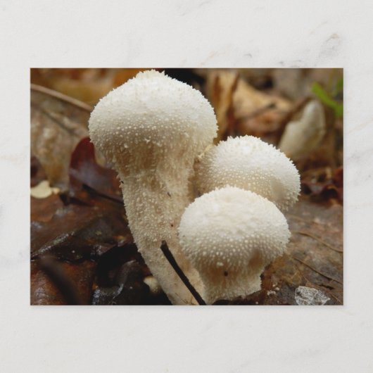 Puffball-Postkarte Postkarte (Vorderseite)