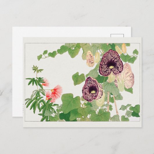 Puffbaum, Calico Blume von Tanigami Konan Postkarte (Vorne/Hinten)