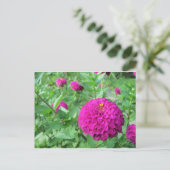 Puffed Zinnia Postkarte (Stehend Vorderseite)