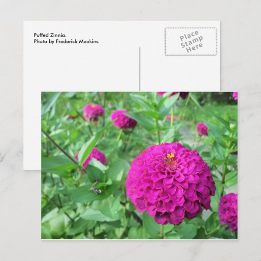 Puffed Zinnia Postkarte (Vorne/Hinten)