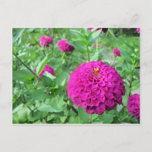 Puffed Zinnia Postkarte (Vorderseite)