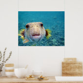 Puffer fish Arothron Hispidus Poster (Küche)