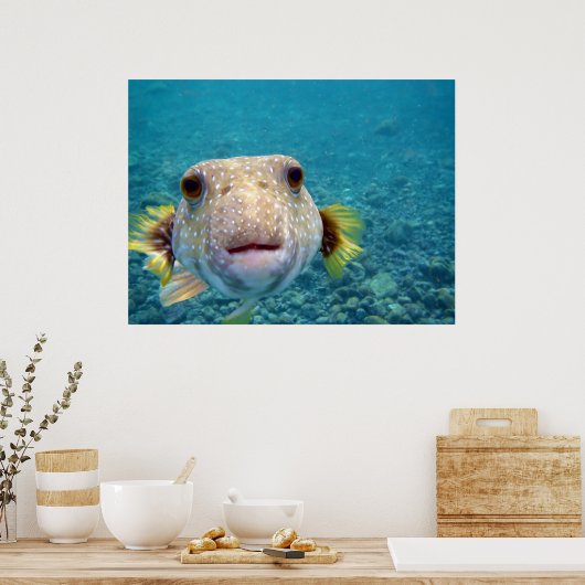 Puffer fish Arothron Hispidus Poster (Küche)
