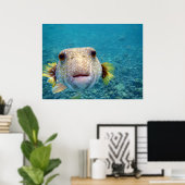 Puffer fish Arothron Hispidus Poster (Heimbüro)