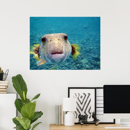 Puffer fish Arothron Hispidus Poster (Heimbüro)