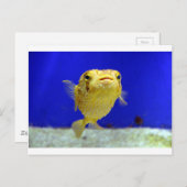 Puffer Fish Postkarte (Vorne/Hinten)