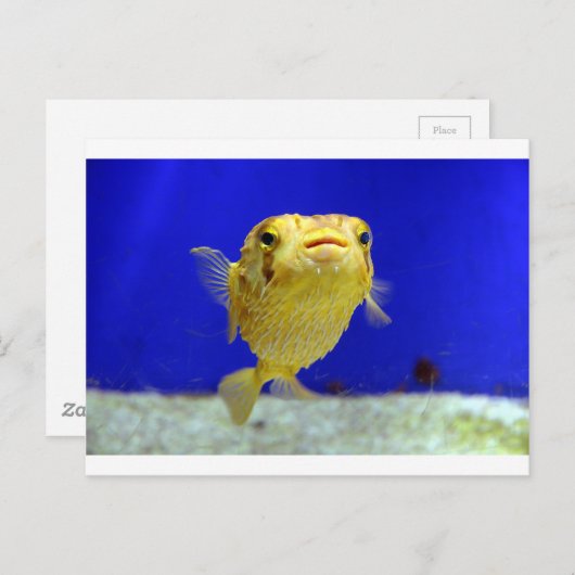 Puffer Fish Postkarte (Vorne/Hinten)