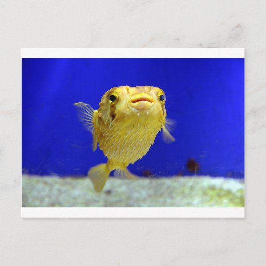 Puffer Fish Postkarte (Vorderseite)