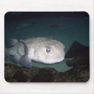 Pufferfische mousepad