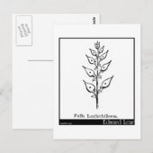 Puffia Leatherbellowsa. Postkarte (Vorne/Hinten)