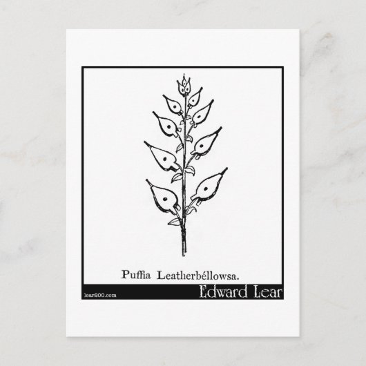 Puffia Leatherbellowsa. Postkarte (Vorderseite)