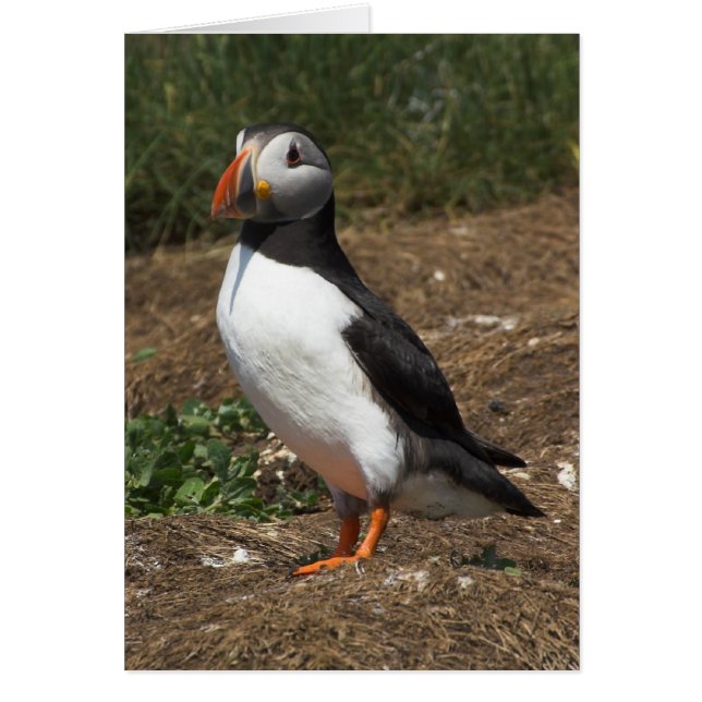 Puffin (Vorne)