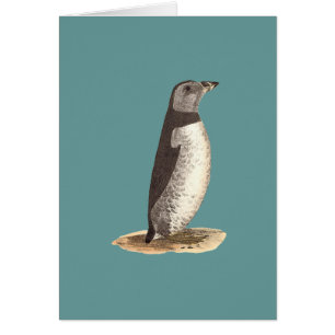 Puffin (Arktis Puffin)