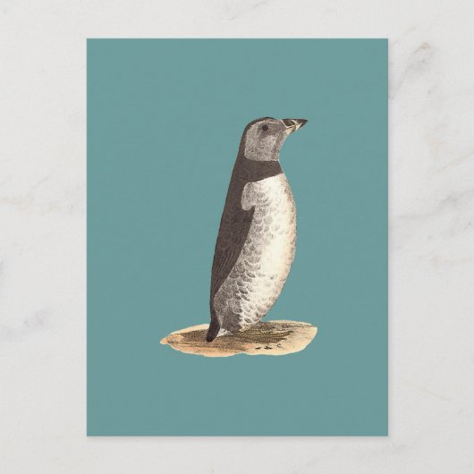 Puffin (Arktis Puffin) Postkarte (Vorderseite)