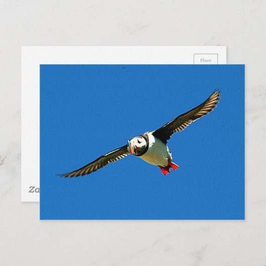 Puffin auf den Skellig-Inseln Irland Postkarte (Vorne/Hinten)